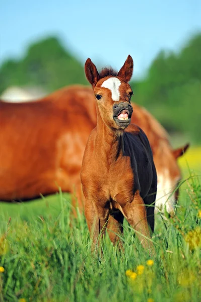 Pferd mit Baby auf der Weide — Stockfoto