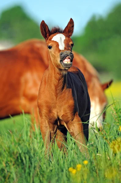 목초지에 아기와 말 — 스톡 사진
