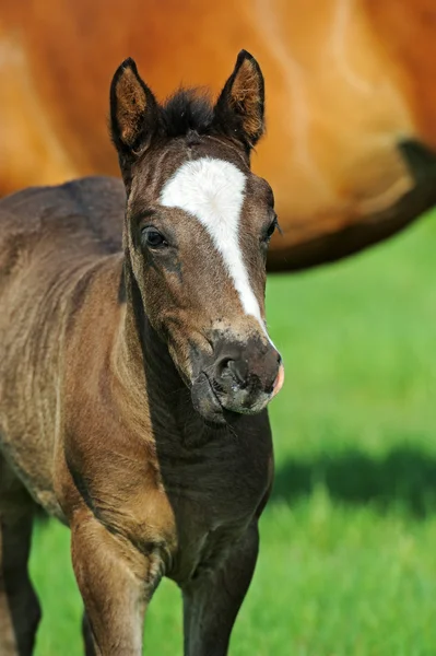 ม้ากับทารกบนทุ่งหญ้า — ภาพถ่ายสต็อก