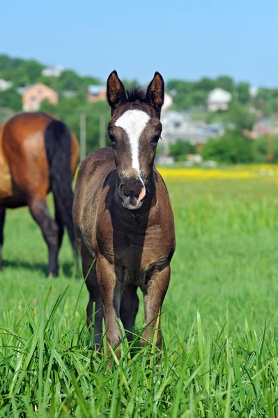 Koń z dzieckiem na pastwiskach — Zdjęcie stockowe