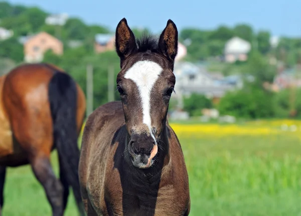 ม้ากับทารกบนทุ่งหญ้า — ภาพถ่ายสต็อก