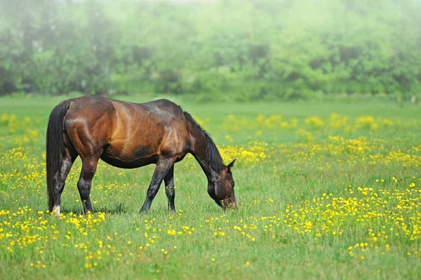牧草地で赤ちゃんと馬 — ストック写真