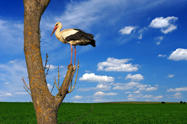 Stork on a tree