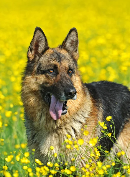 Portret van de Duitse herder — Stockfoto