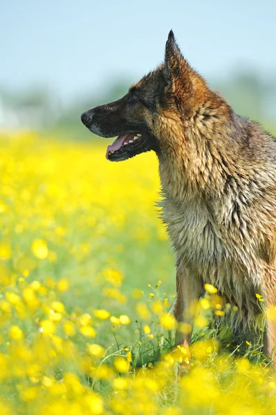 Alman çoban köpeği portresi — Stok fotoğraf