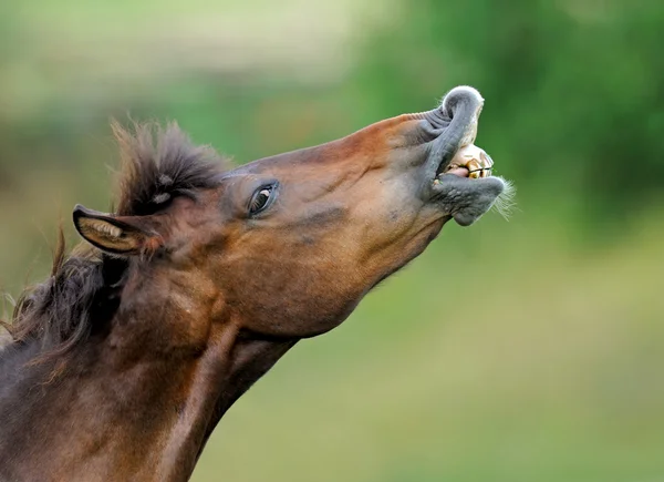 Hest med en baby på græs - Stock-foto