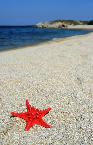 Estrella roja del mar en la playa —  Fotos de Stock