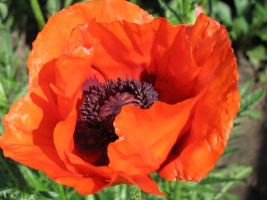 Poppy flower. clipart