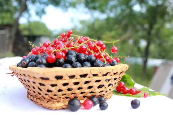 Berries ripe currants — Stock Photo, Image
