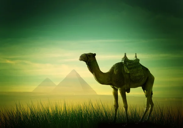 Camel in desert — Stock Photo, Image