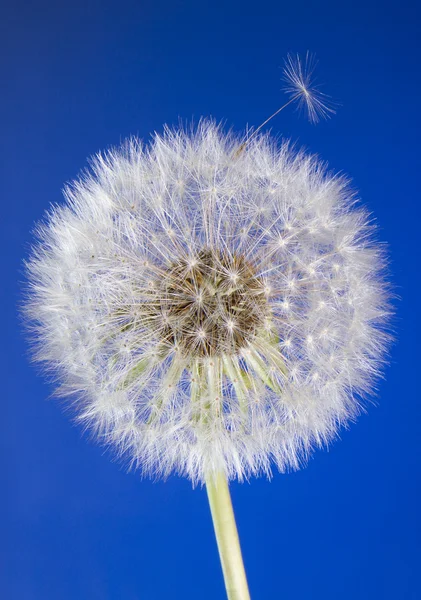 Close up of one dandelion head with seeds on blue sky background — Stock Photo, Image