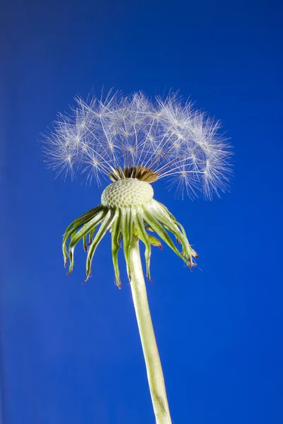 Close up of one dandelion head loosing seeds on blue sky backgro — Stock Photo, Image