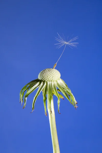Close up of last seed on dandelion head — Stock Photo, Image