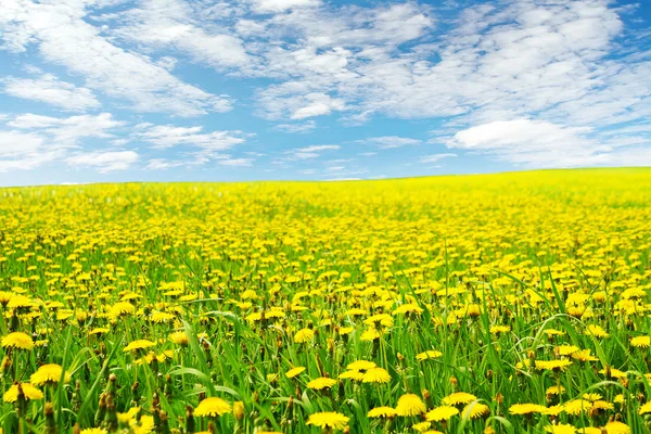 stock image Dandelion flowers field