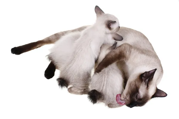Мать-кошка с детьми — стоковое фото
