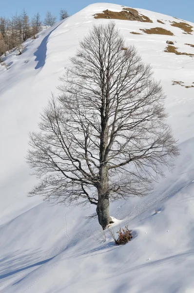 Great Wych elm tree in a snowy landscape — Stock Photo, Image