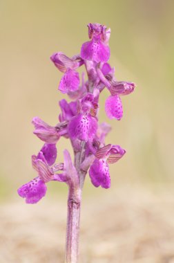 Orkide (Anacamptis morio) çiçek yeşil kanatlı