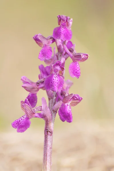Green-winged Orchid (Anacamptis morio) blomma — Stockfoto