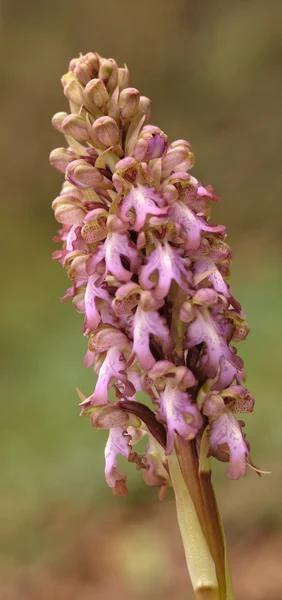 Robert kwiat orchidei (Barlia Robertiana) — Zdjęcie stockowe