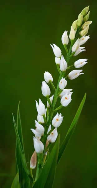 Мечелистный цветок Helleborine (Cephalanthera longifolia) — стоковое фото