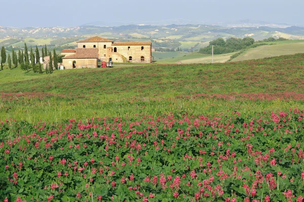 Поле люцерны цветет в горной местности Тосканы — стоковое фото