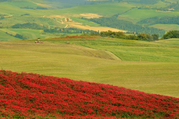Campo de alfalfa floreciendo en la campiña de la colina en Toscana — Foto de Stock