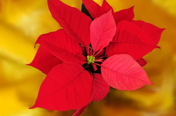 stock image Red poinsettia (Euphorbia pulcherrima) on golden paper background