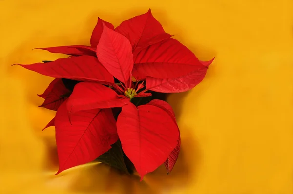 stock image Red poinsettia (Euphorbia pulcherrima) on golden paper background