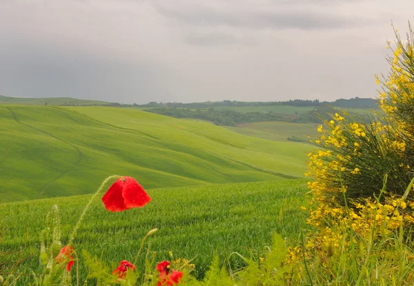 Poppy e vassoura no país da Toscana — Fotografia de Stock