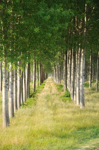 Rows of poplars — Stock Photo, Image