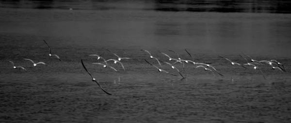 黑色和白色的燕鸥飞行 — 图库照片