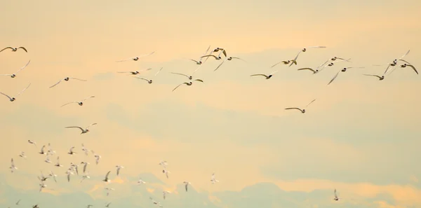 Flight of terns at dawn — Stock Photo, Image