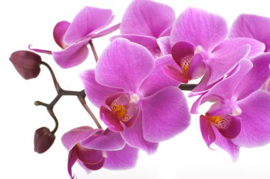 Orkide çiçek