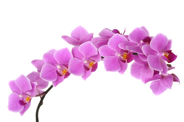 Orchid Flower — Stock Photo, Image