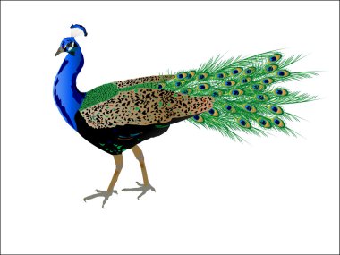 Peacock clipart