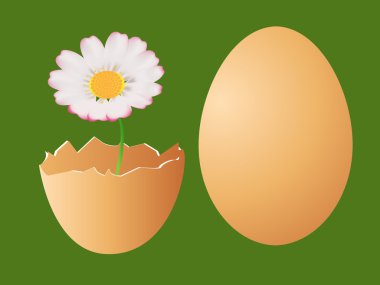 vektör yumurta ve papatya
