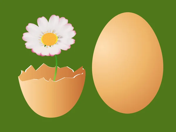 Vector eieren en daisy — Stockvector