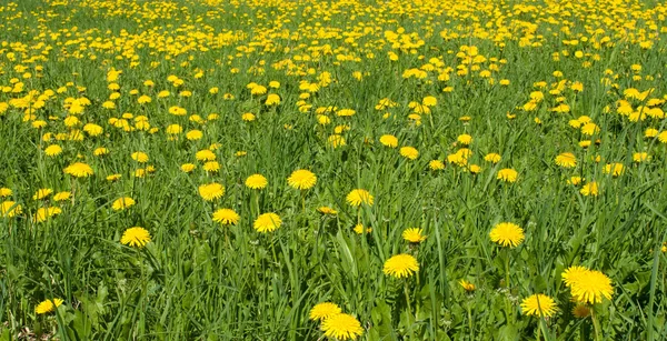 stock image Dandelions