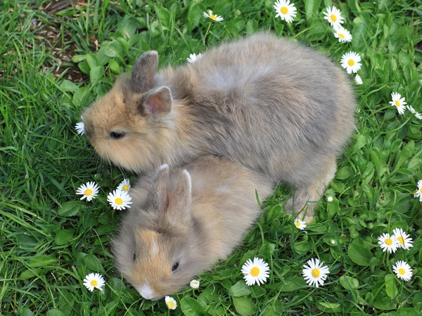 Baby dwarf rabbit — Stock Photo, Image