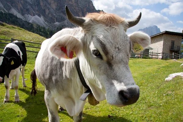 Alpe cisles otlayan inekler — Stok fotoğraf