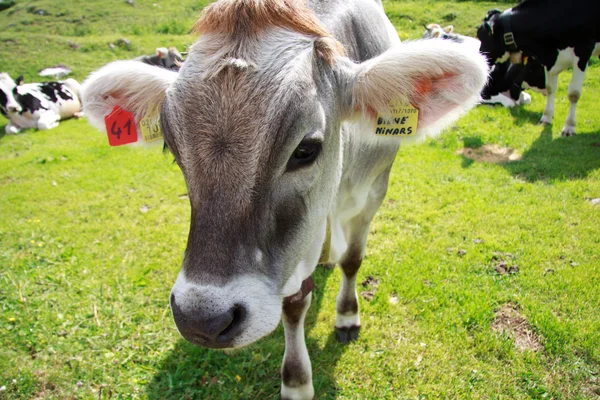 Vacas pastando en las islas del Alpe —  Fotos de Stock