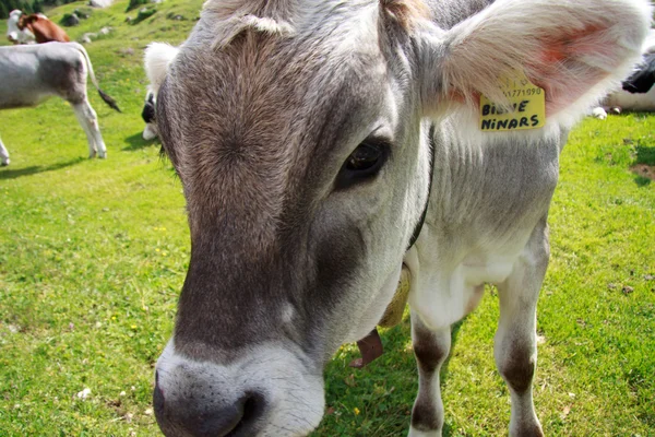 Vacas pastando en las islas del Alpe — Foto de Stock