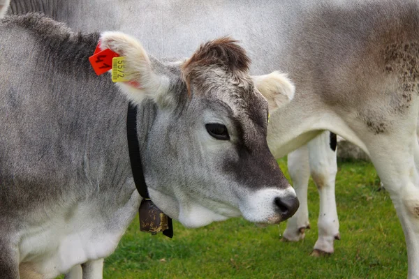 Vacas pastando en las islas del Alpe —  Fotos de Stock