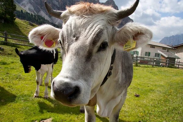 Mucche al pascolo presso l'Alpe Cisles — Foto Stock