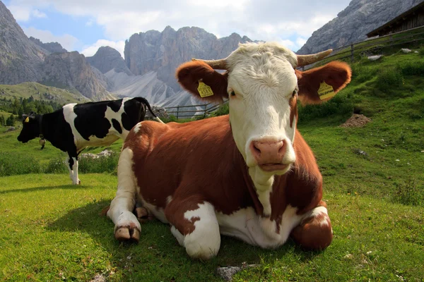Krávy na pastvě v alpe cisles — Stock fotografie