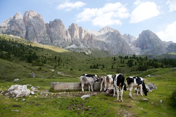 Коровы пасутся в Альпе Сислс — стоковое фото
