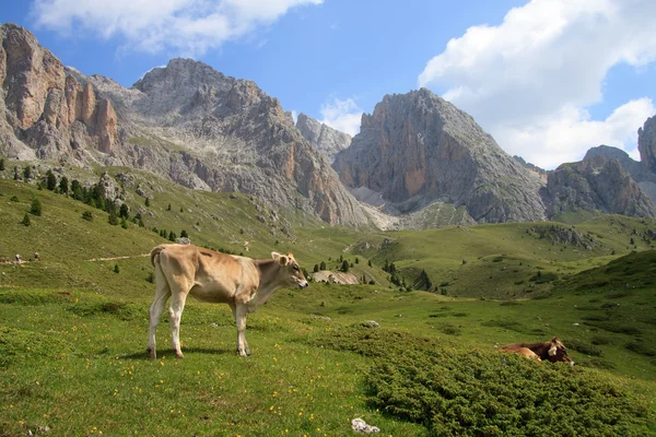 Krowy na pastwisku w alpe cisles — Zdjęcie stockowe