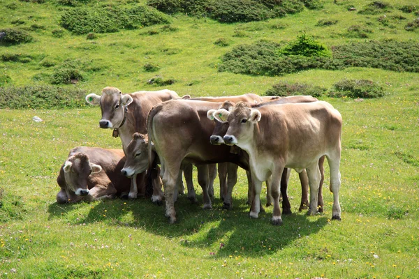 Krávy na pastvě v alpe cisles — Stock fotografie