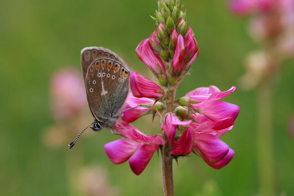 Motyl na kwiat górski — Zdjęcie stockowe