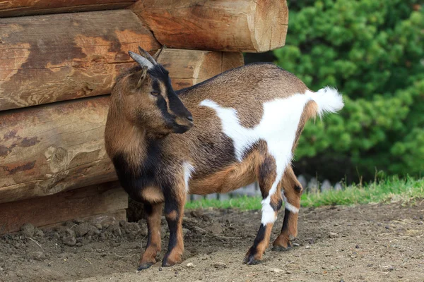 Small goat — Stock Photo, Image